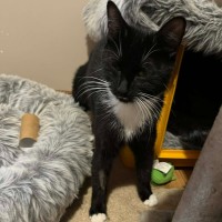 Photo of Zala ** 2nd Chance Cat Rescue **