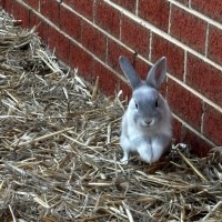 Photo of Jasmine And Josie