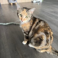 Photo of Caramel Slice