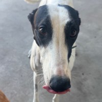 Photo of Phoebe