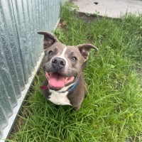 Photo of Bentley Imp 272