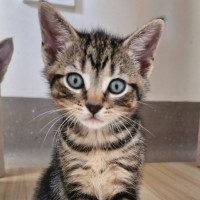 Photo of C1523 Blossom 