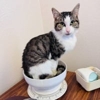 Photo of Tristan (Jasper)