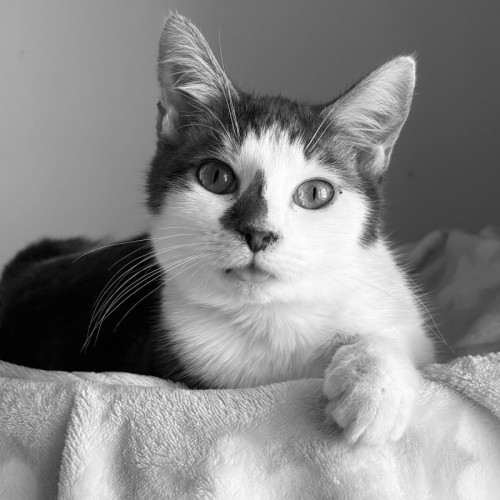 Jax - Domestic Short Hair (DSH) Cat