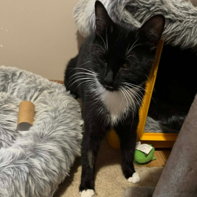 Photo of Zala ** 2nd Chance Cat Rescue **