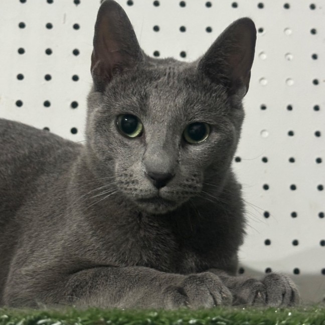 Photo of Samson 💫🐱👑