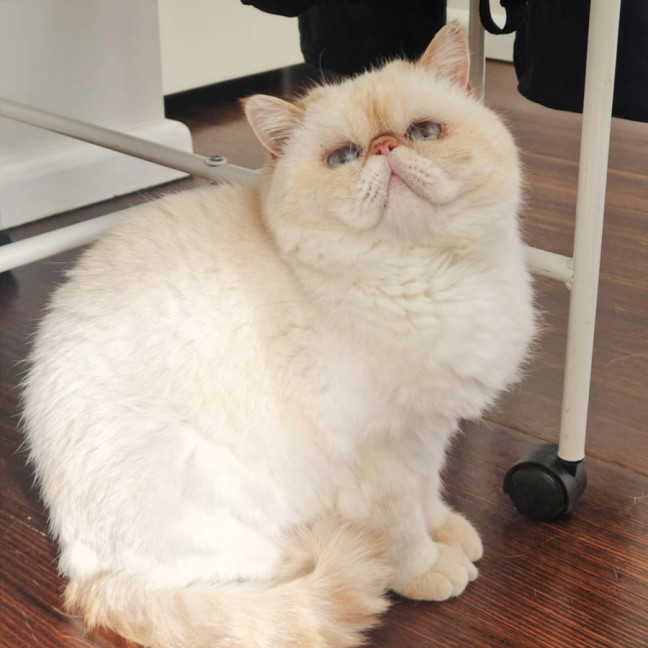 Photo of 🥣Tofu🥣