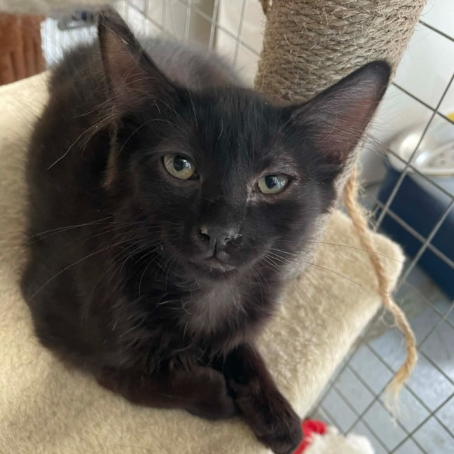 Photo of Cadbury ** 2nd Chance Cat Rescue**