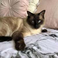 Photo of Oliver **2nd Chance Cat Rescue**