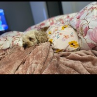 Photo of Bessie