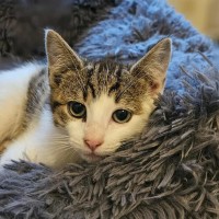 Photo of Whiskey * 9 Lives Project Rescue*