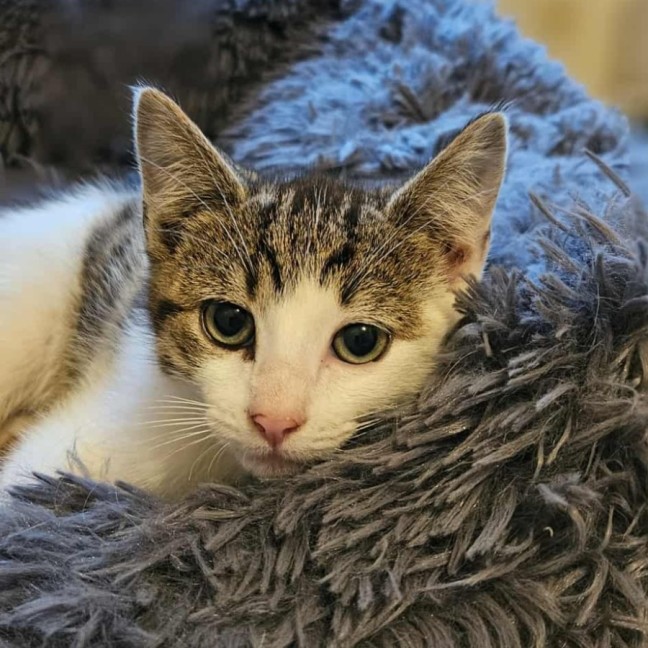 Photo of Whiskey * 9 Lives Project Rescue*