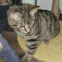 Photo of Tullia **2nd Chance Cat Rescue**