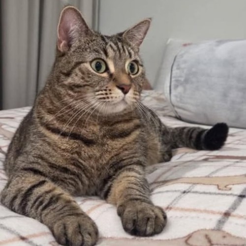 Sally - Domestic Short Hair (DSH) Cat