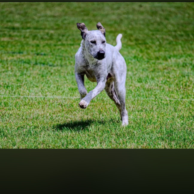 Photo of Brainy Smurf