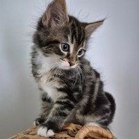 Photo of Caspian 💙