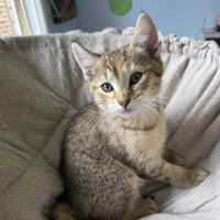 Photo of Amber & Tiger ^^Dandy Cat Rescue^^