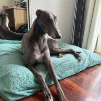 Photo of Blue
