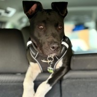 Photo of 🐾 Scout 🐾