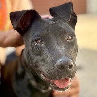 Photo of 🐾 Scout 🐾