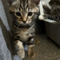 Photo of Nutella Storm 🍦 