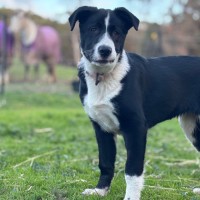 Photo of Oreo