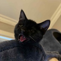 Photo of Frank   Located In Preston