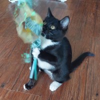 Photo of  Iris & Blossom