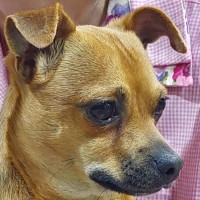 Photo of Dobby
