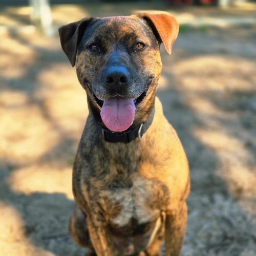 Pacino - Staffordshire Bull Terrier Dog