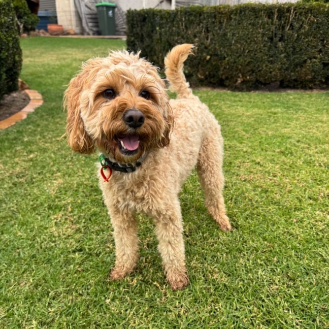 Photo of Frankie