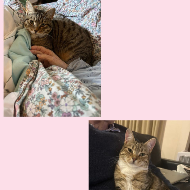 Photo of Batman   Bonded With Enchantress