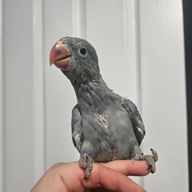 Photo of Indian Ringneck