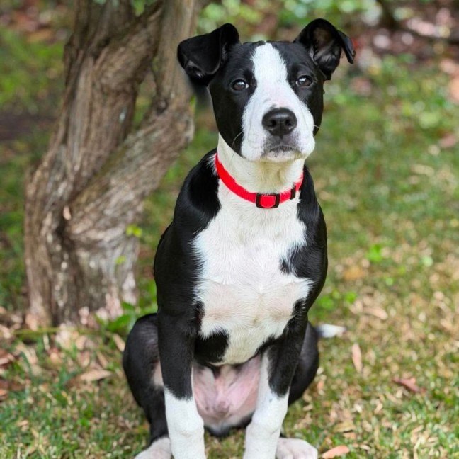 Photo of Pickles