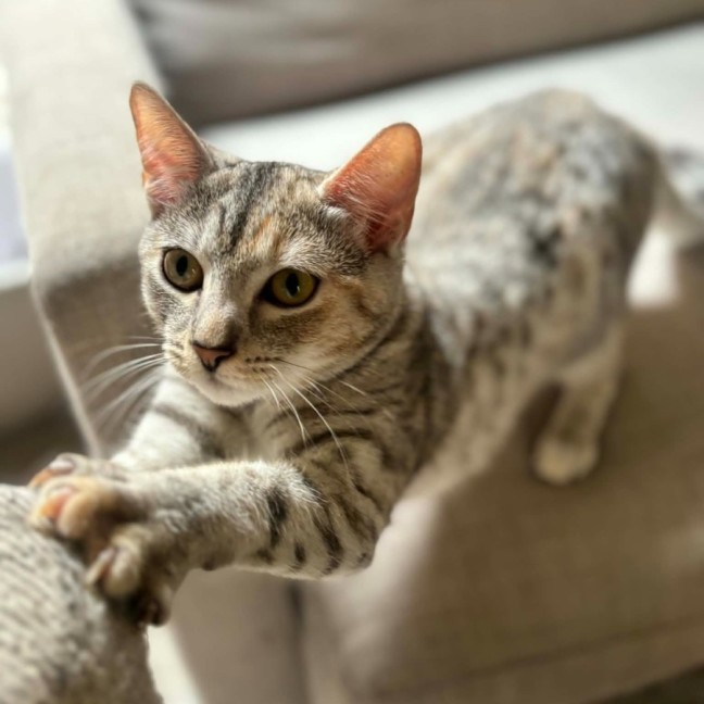 Photo of Talli   In Foster Care In Richmond