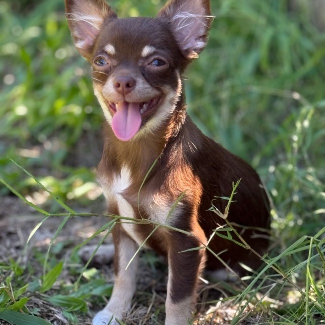 Photo of Cricket