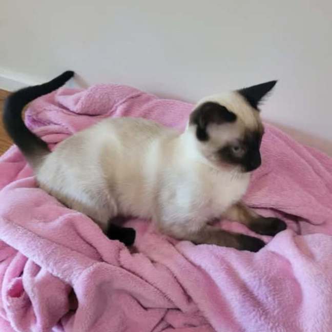 Photo of Cookie