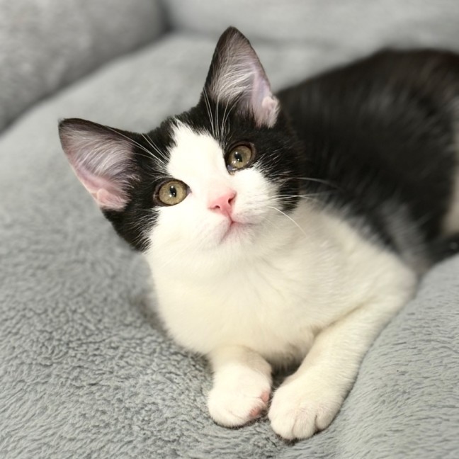 Photo of Darcy 💙🐾😻😻