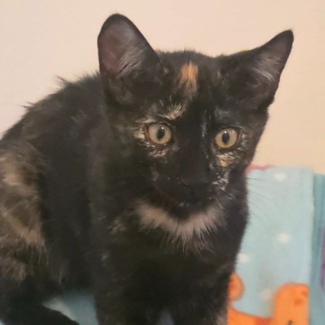 Photo of Raven