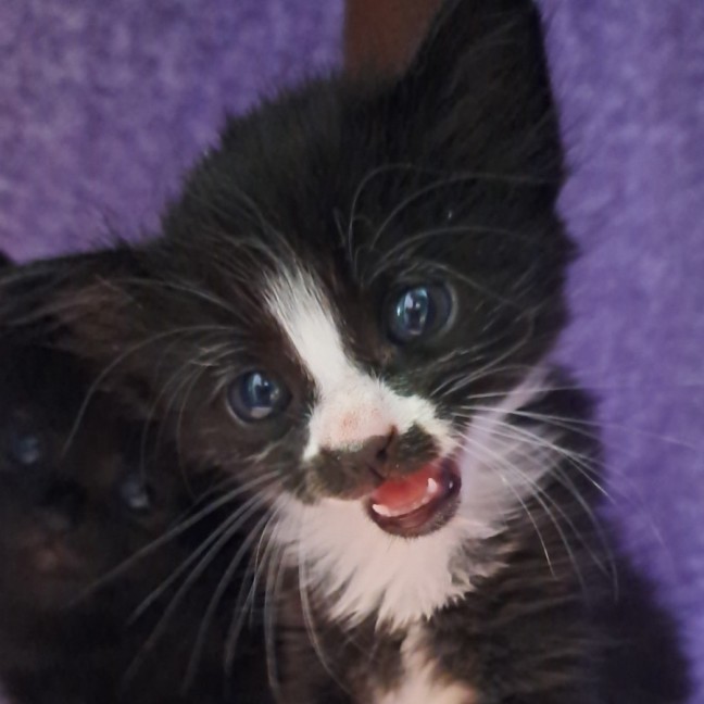 Photo of C1550 Halley