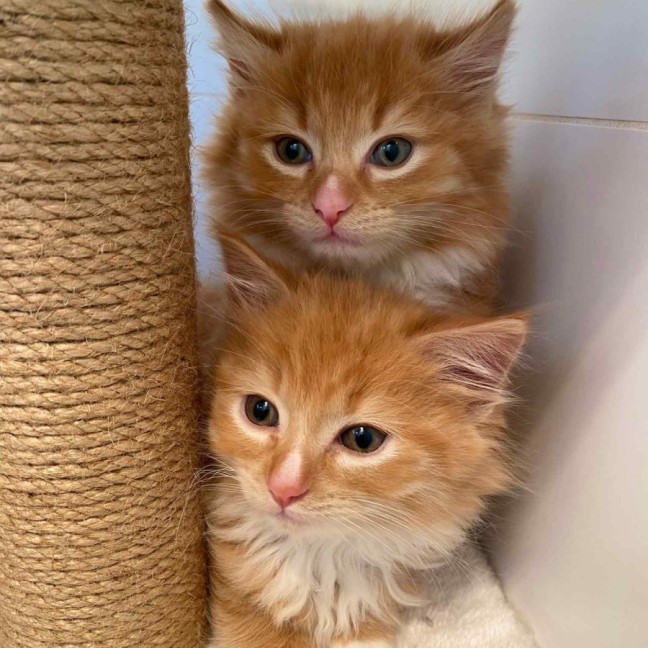 Photo of Sunshine ☀️