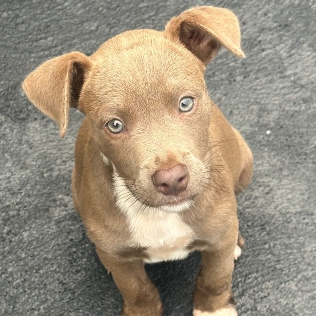 Photo of Bodhi 😎🐶