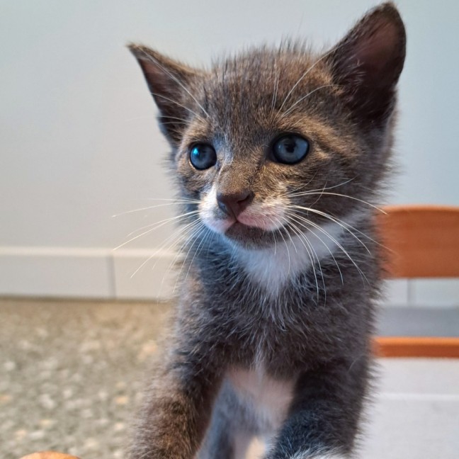 Photo of C1425 Digby