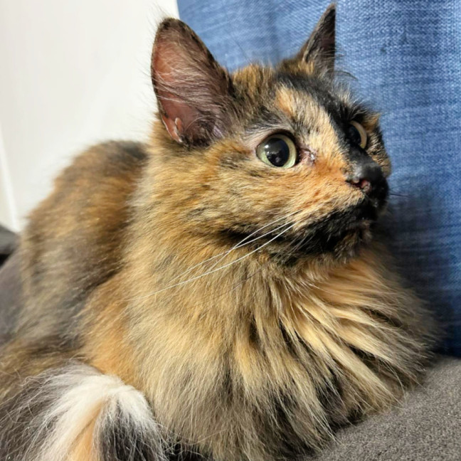 Photo of 🔮Pandora🔮