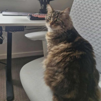 Photo of Bob Dylan 🎸