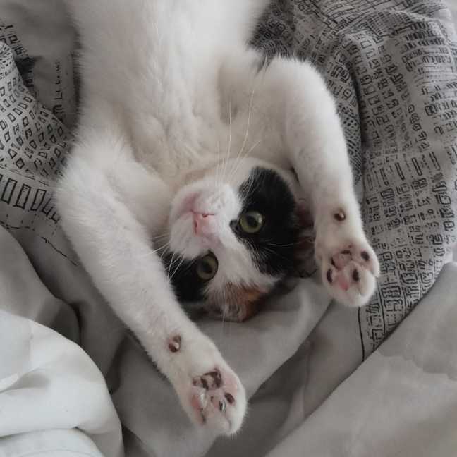 Photo of Lily