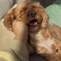 Photo of Kirby 