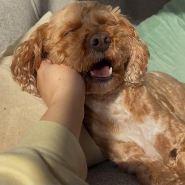 Photo of Kirby 