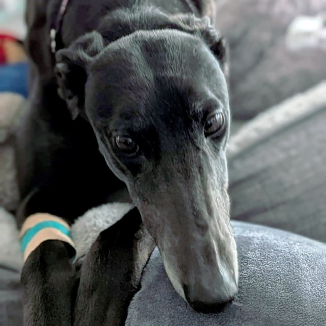 Photo of Eva, The Greyhound