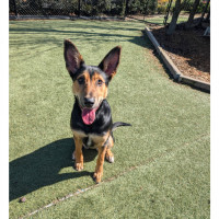 Photo of Ripley 